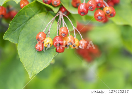 ワタゲカマツカ　平岡樹芸センター　札幌市 127625237