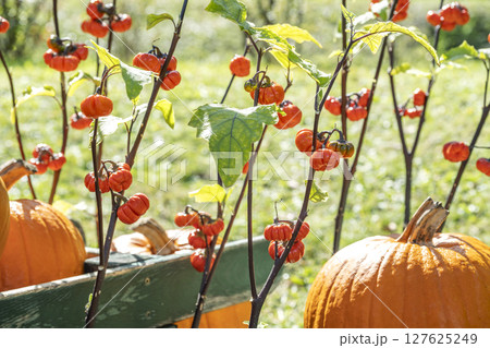 ソラナムパンプキン 滝野すずらん丘陵公園 札幌市 ソラナムパンプキン 滝野すずらん丘陵公園 札幌市 127625249