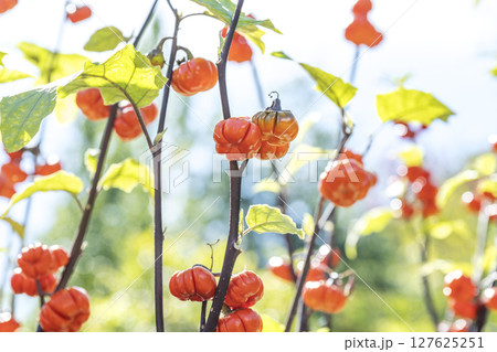 ソラナムパンプキン　滝野すずらん丘陵公園　札幌市 127625251