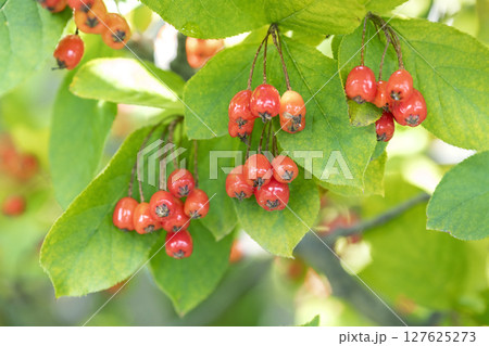 ワタゲカマツカ 平岡樹芸センター 札幌市 ワタゲカマツカ 平岡樹芸センター 札幌市 127625273