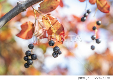 ナツハゼ 平岡樹芸センター 札幌市 ナツハゼ 平岡樹芸センター 札幌市 127625276