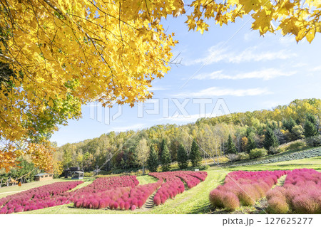 コキア 滝野すずらん丘陵公園 札幌市 コキア 滝野すずらん丘陵公園 札幌市 127625277