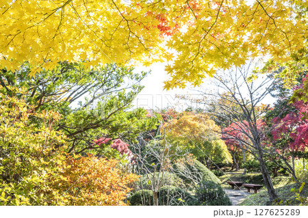 秋景色の平岡樹芸センター 札幌市 秋景色の平岡樹芸センター 札幌市 127625289