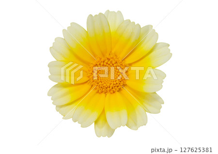 【シュンギク】 (深度合成) 【シュンギク】 (深度合成) 127625381