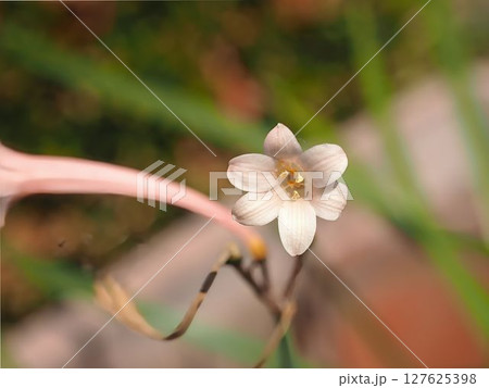 花一輪 127625398