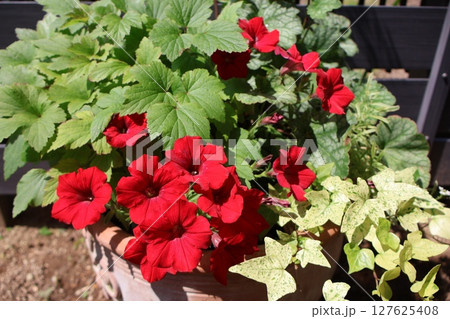 赤いペチュニアとカラーリーフの寄せ植え 赤いペチュニアとカラーリーフの寄せ植え 127625408