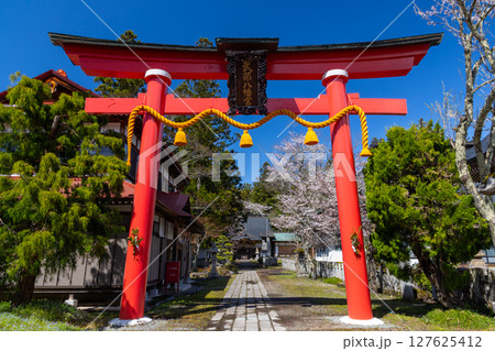 長野県上水内郡小川村高府　武部八幡宮の大鳥居と参道の満開の桜 127625412