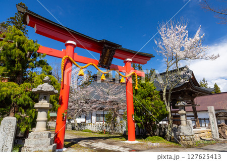長野県上水内郡小川村高府　武部八幡宮の大鳥居と仏性山金剛寺の鐘撞堂と参道の満開の桜 127625413