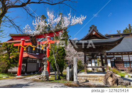 長野県上水内郡小川村高府 武部八幡宮の大鳥居と仏性山金剛寺の鐘撞堂と参道の満開の桜 長野県上水内郡小川村高府 武部八幡宮の大鳥居と仏性山金剛寺の鐘撞堂と参道の満開の桜 127625414