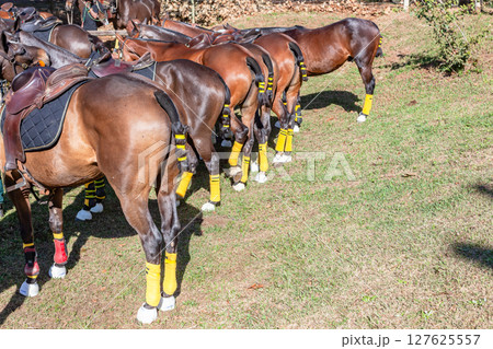 Polo Cross Horse Pony's Leg Tail Wrapping Colors 127625557