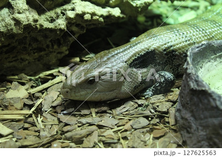 Merauke blue-tongued skink lying on splinters between rocks close-up 127625563