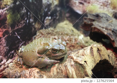 Incilius alvarius large frog toad sitting on rocks close-up 127625564