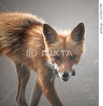 父親が獲物を捕獲 127625796
