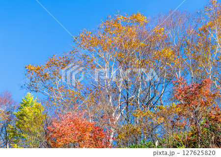山形 紅葉に染まる天元台高原 127625820