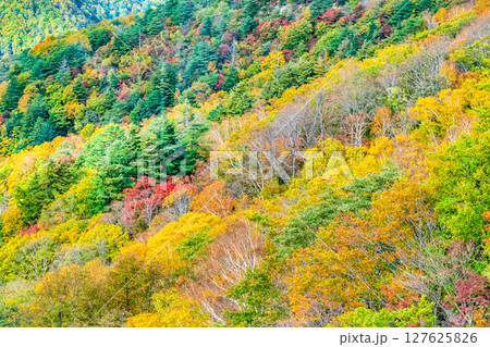 山形 紅葉に染まる天元台高原 127625826