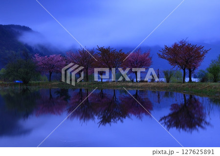 水面に映る桜 127625891