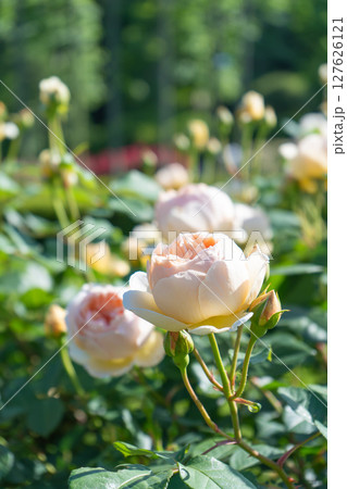 バラの花のアップ ジュード・ジ・オブスキュア バラの花のアップ ジュード・ジ・オブスキュア 127626121