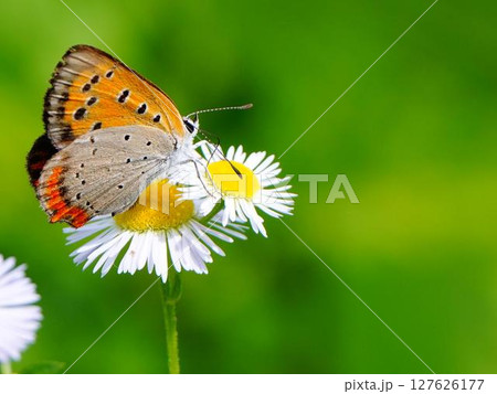 ハルジオンの花にとまるベニシジミ 127626177