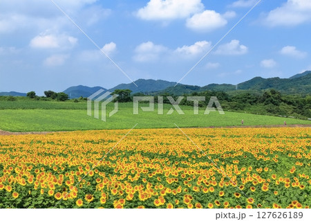 【香川県】まんのう町「中山ひまわり団地 」の（向日葵畑） 127626189