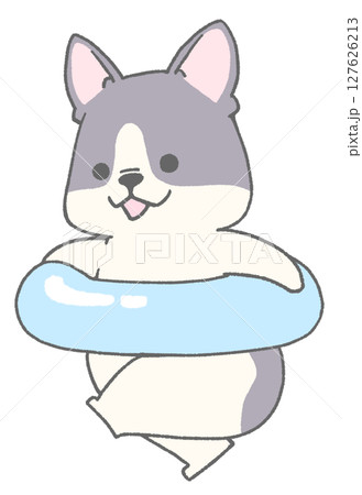 うきわを持って走っているフレンチブルドッグ(パイド) 127626213