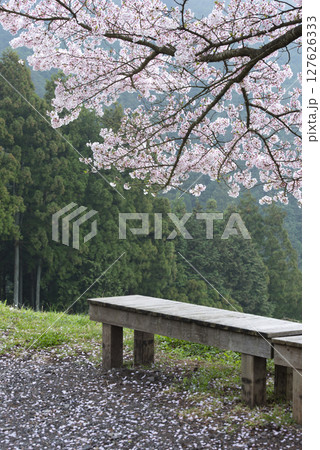 埼玉県飯能市八徳の一本サクラ 127626333
