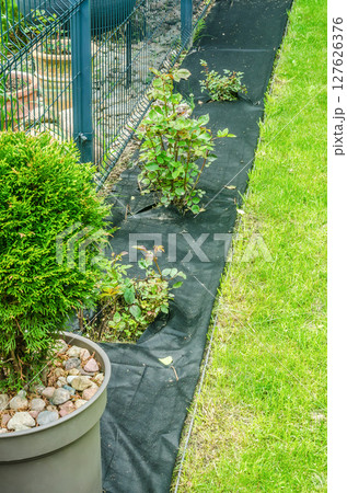 Rose bushes planted in weed control fabric along garden edge yard landscaping. High quality photo Rose bushes planted in weed control fabric along garden edge yard landscaping. High quality photo 127626376