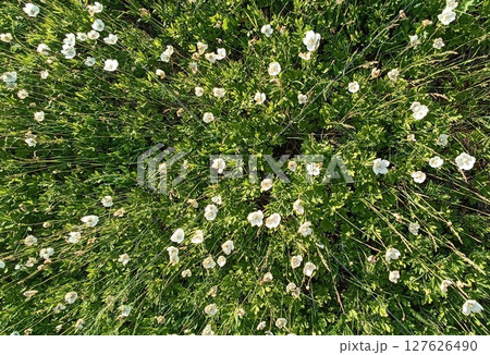 Lush Meadow of White Flowers in Full Bloom - A Tranquil Springtime Vista. Perfect for backgrounds. Lush Meadow of White Flowers in Full Bloom - A Tranquil Springtime Vista. Perfect for backgrounds. 127626490