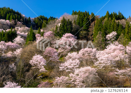 長野県長野市中条住良木 斜面一面にヤマザクラやオオヤマザクラなどの桜が咲く中条の桜 長野県長野市中条住良木 斜面一面にヤマザクラやオオヤマザクラなどの桜が咲く中条の桜 127626514