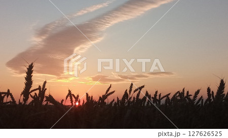 Golden wheat field at sunset with a beautiful sky and clouds in the background 127626525