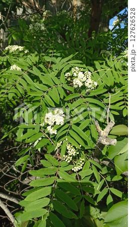 Lush European Mountain Ash Blossoms in Springtime Beauty A Botanical Delight for Nature Lovers 127626528
