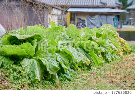 ほうれん草 畑 田舎 野菜 ほうれん草 畑 田舎 野菜 127626826