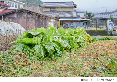 ほうれん草 畑 田舎 野菜 ほうれん草 畑 田舎 野菜 127626827