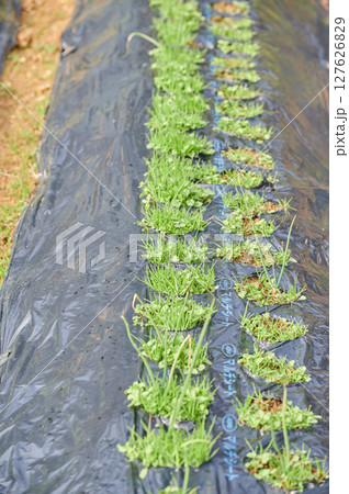 ほうれん草　畑　田舎　野菜 127626829