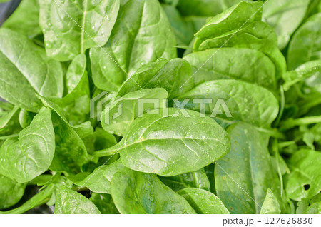 ほうれん草　畑　田舎　野菜 127626830