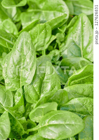 ほうれん草 畑 田舎 野菜 ほうれん草 畑 田舎 野菜 127626831