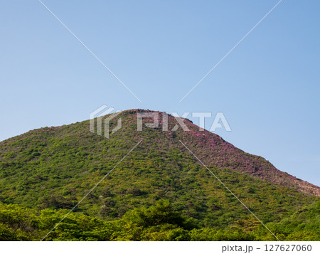 大分県のくじゅう連山・平治岳に咲くミヤマキリシマの花を下から見上げたところ 127627060