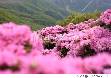 大分県のくじゅう連山・平治岳に咲くミヤマキリシマの花 大分県のくじゅう連山・平治岳に咲くミヤマキリシマの花 127627063