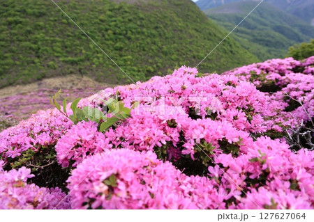 大分県のくじゅう連山・平治岳に咲くミヤマキリシマの花 大分県のくじゅう連山・平治岳に咲くミヤマキリシマの花 127627064