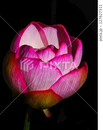 赤い蓮の花 127627311