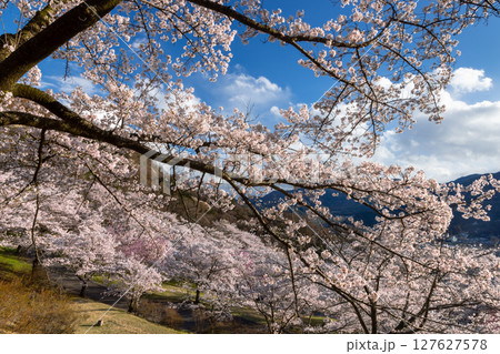 長野県千曲市戸倉　戸倉宿サクラケアパークの街を見下ろす斜面を埋めるソメイヨシノ 127627578