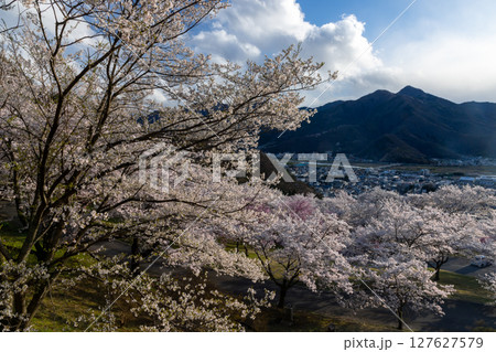 長野県千曲市戸倉　戸倉宿サクラケアパークの街を見下ろす斜面を埋めるソメイヨシノ 127627579