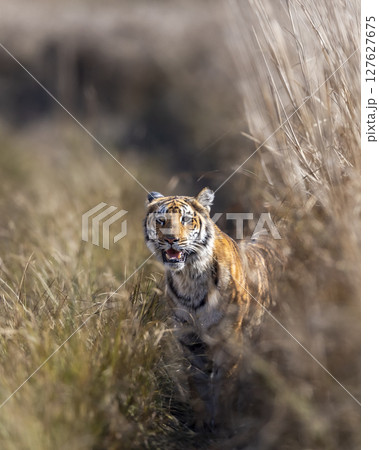 curious wild male bengal tiger or panthera tigris cub out from grassland with eye contact watching safari vehicles in winter evening safari at dhikala zone jim corbett national park uttarakhand india curious wild male bengal tiger or panthera tigris cub out from grassland with eye contact watching safari vehicles in winter evening safari at dhikala zone jim corbett national park uttarakhand india 127627675