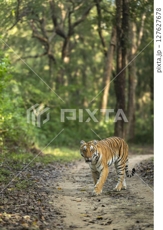 wild female bengal tiger or panthera tigris walking head on safari trail during morning territory patrol with eye contact at dhikala zone of jim corbett national park forest reserve uttarakhand india wild female bengal tiger or panthera tigris walking head on safari trail during morning territory patrol with eye contact at dhikala zone of jim corbett national park forest reserve uttarakhand india 127627678