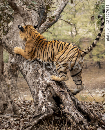wild male bengal tiger or panthera tigris with tail up climbing hugging body on tree trunk tail up scratching bark of tree showing dominance territory marking behavior ranthambore national park india wild male bengal tiger or panthera tigris with tail up climbing hugging body on tree trunk tail up scratching bark of tree showing dominance territory marking behavior ranthambore national park india 127627681