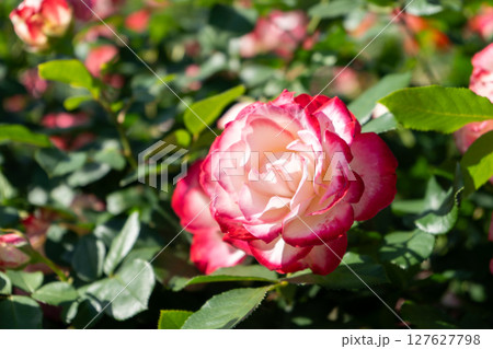綺麗なバラの花 ジュピレ・ドゥ・プリンス・ドゥ・モナコ 綺麗なバラの花 ジュピレ・ドゥ・プリンス・ドゥ・モナコ 127627798