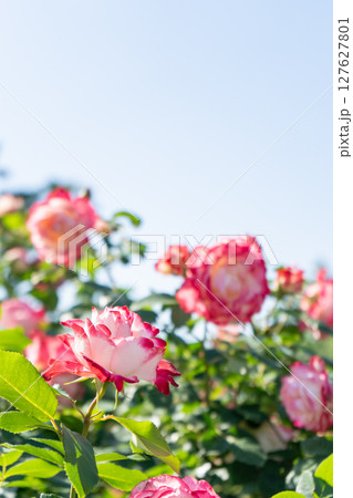 綺麗なバラの花 ジュピレ・ドゥ・プリンス・ドゥ・モナコ 綺麗なバラの花 ジュピレ・ドゥ・プリンス・ドゥ・モナコ 127627801