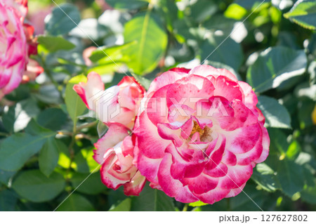 綺麗なバラの花 ジュピレ・ドゥ・プリンス・ドゥ・モナコ 綺麗なバラの花 ジュピレ・ドゥ・プリンス・ドゥ・モナコ 127627802