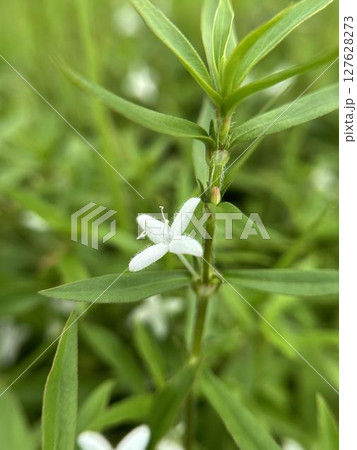 自生するムグラの花のクローズアップ 127628273