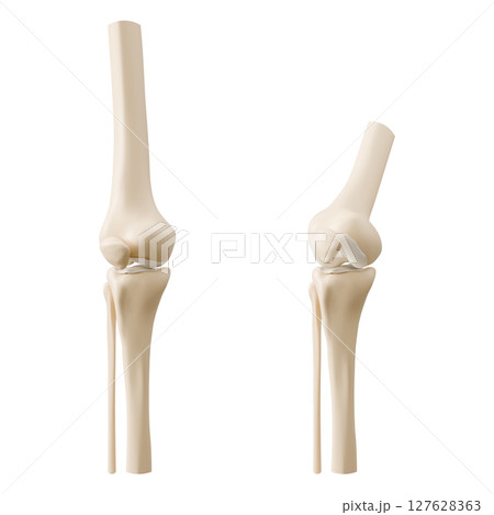 3D knee joint anatomy models 3D knee joint anatomy models 127628363