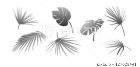 Tropical palm shadow overlay set 127628441
